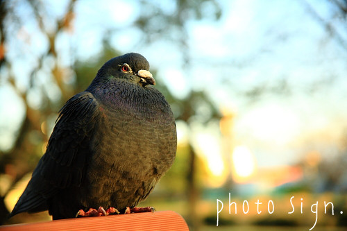 Free HTML5 Bootstrap Template by FreeHTML5.co